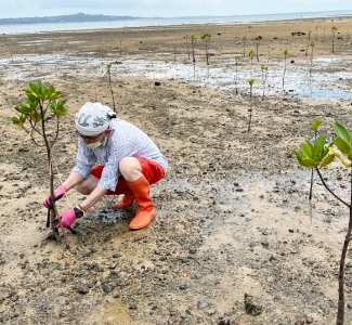 石垣島でのマングローブ植栽